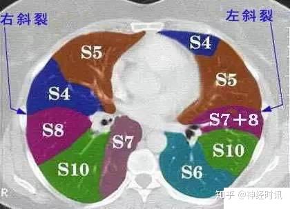 呼吸系统 精品解剖图